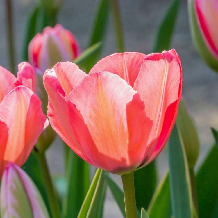 Tulpan 'Design Impression'